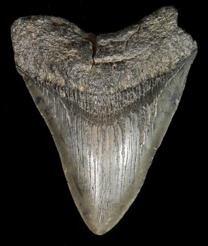 Bargain, Megalodon Tooth - South Carolina #51084